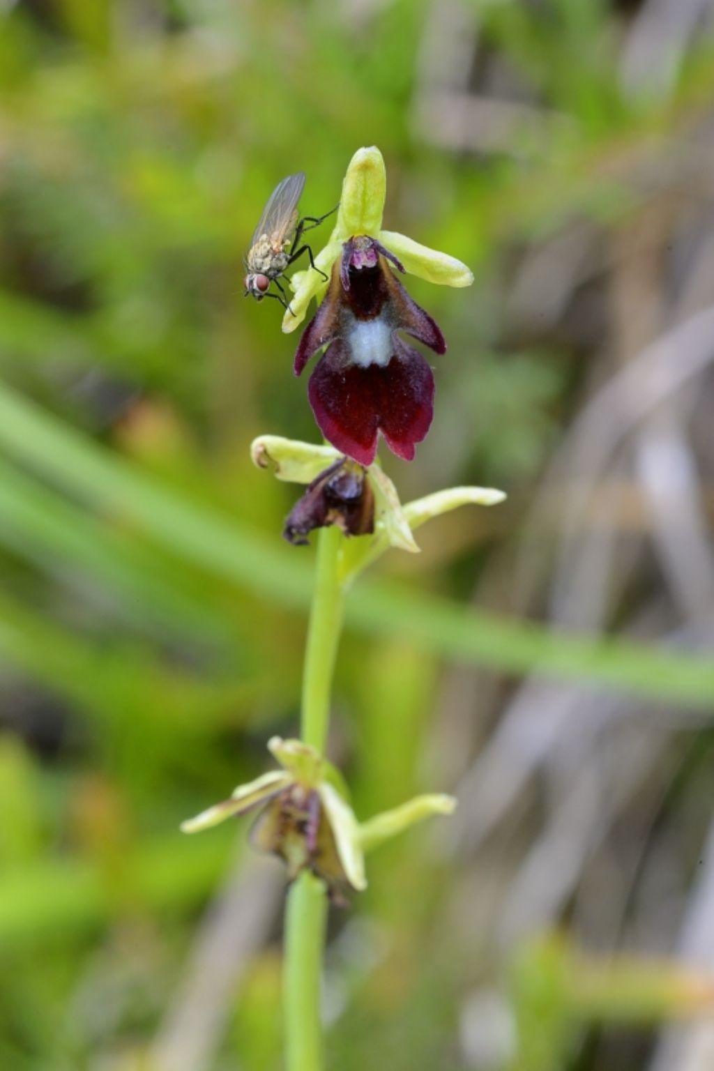 Ophrys insectifera con mosca